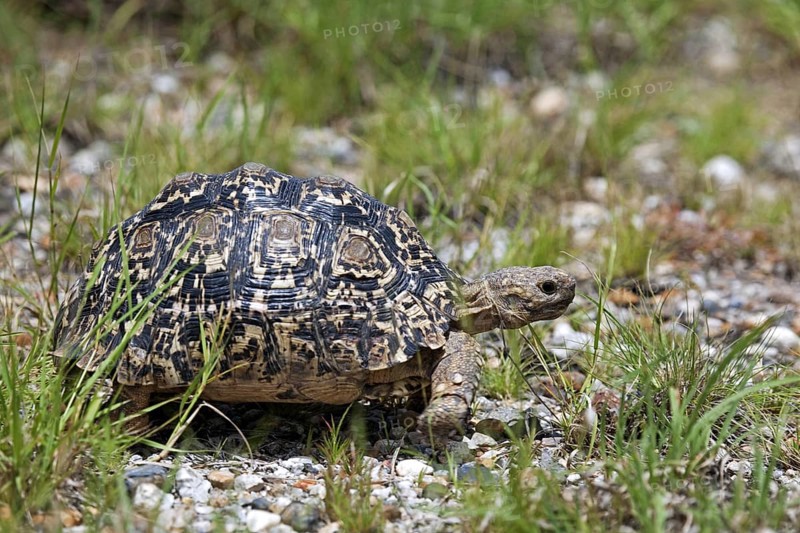 Leopard tortoise (Stigmochelys pardalis) in the Etosha National Park, Namibia, South Africa, Africa
