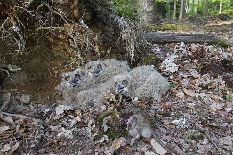 Eurasian eagle-owl (Bubo bubo), European eagle-owl three chicks with dead rat in nest on the ground at base of uprooted tree in forest in spring