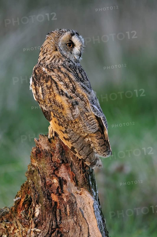Long eared owl (Asio otus) perched on tree stump at forest's edge in evening light, England, UK