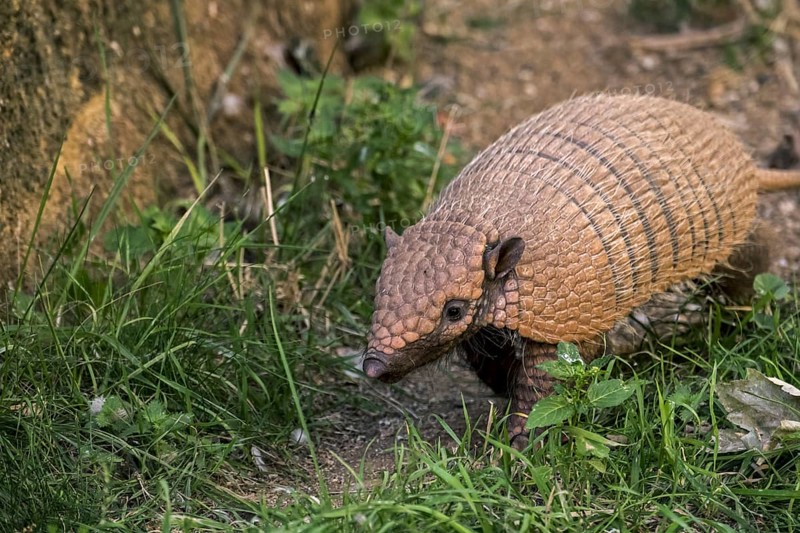 Yellow armadillo, six-banded armadillo (Euphractus sexcinctus) foraging at dusk, native to South America