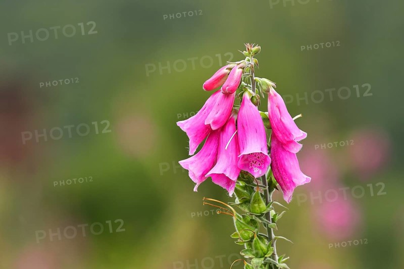 Common foxglove (Digitalis purpurea), close-up flowers, Wilden, North Rhine-Westphalia, Germany, Europe