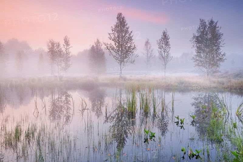 In a pink morning sky, wisps of mist form and birch trees are reflected in the water of the autumnal upland moor near Les Ponts-de-Martel, Canton Neuchâtel, Switzerland, Europe