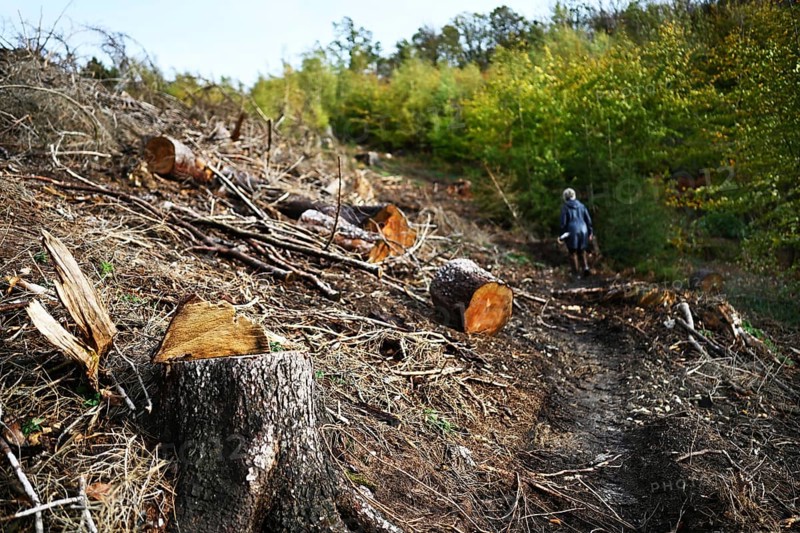 Trees damaged by climatic warming, drought, wind breakage and bark beetle, photographed on 2.11.2019 in Sauerland near Iserlohn, Germany, Europe