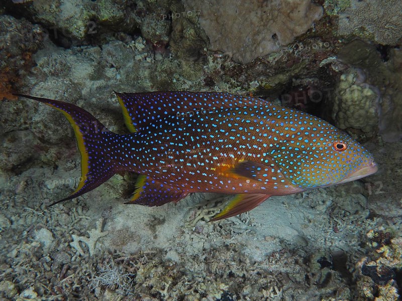 Yellow-edged lyretail (Variola louti), St Johns Reef Dive Site, Saint Johns, Red Sea, Egypt, Africa