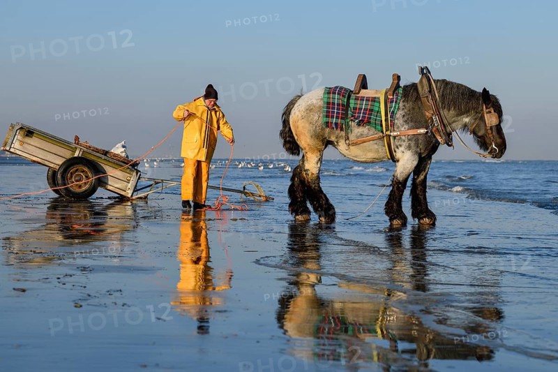 Horse fishermen at work, catching Brown shrimp (Crangon crangon), Koksijde, North Sea coast, province of West Flanders, Belgium, Europe
