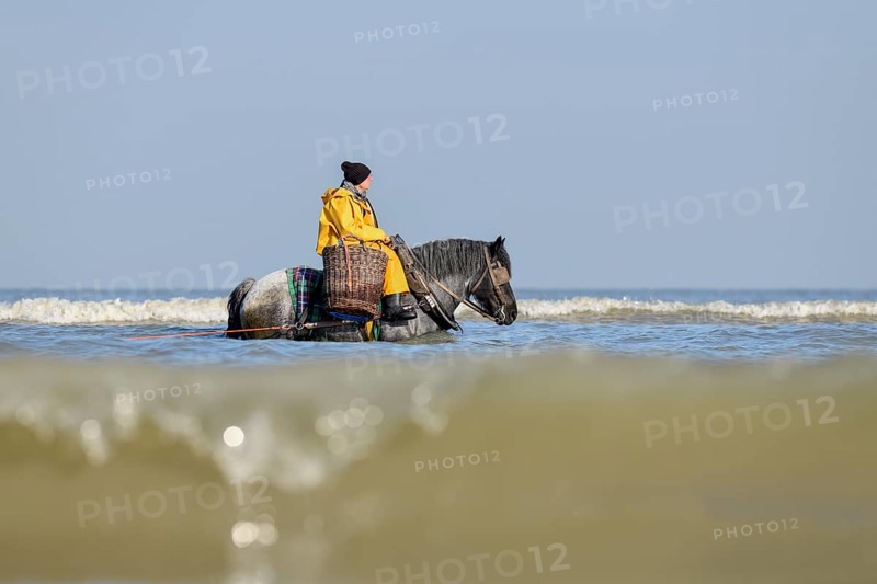 Horse fishermen with his trawl net catching Brown shrimp (Crangon crangon), Koksijde, North Sea coast, province of West Flanders, Belgium, Europe
