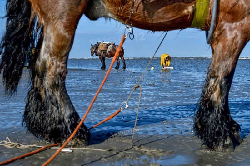 Horse fishermen catching Brown shrimp (Crangon crangon), Koksijde, North Sea coast, province of West Flanders, Belgium, Europe