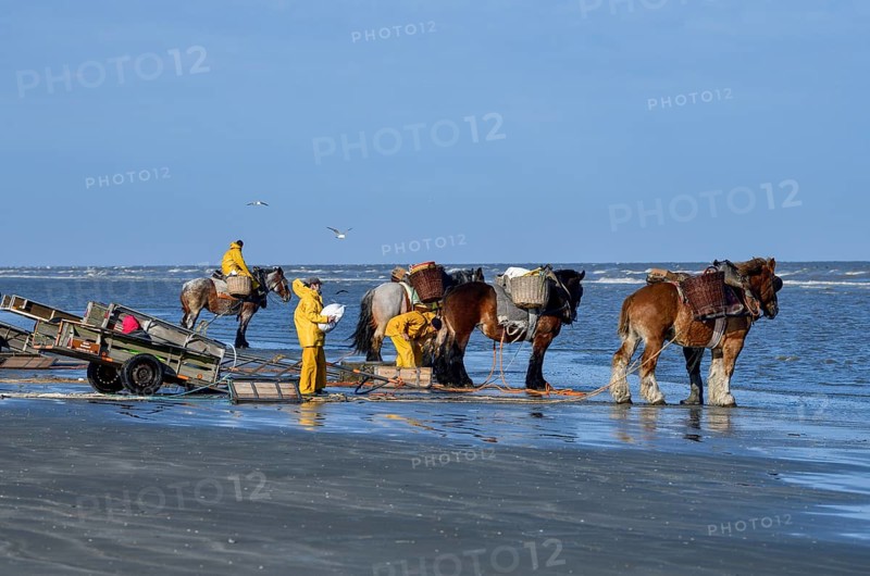 Horse fishermen catching Brown shrimp (Crangon crangon), Koksijde, North Sea coast, province of West Flanders, Belgium, Europe