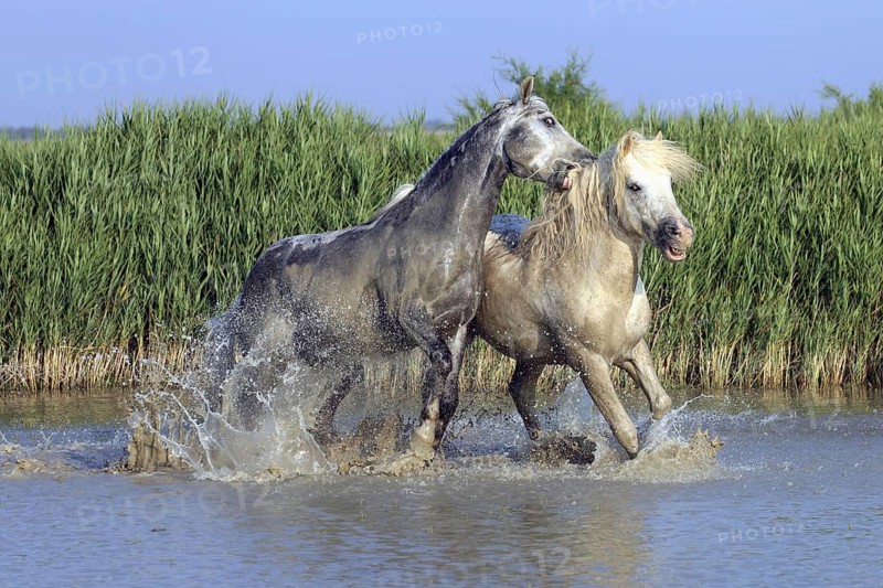 Camargue horses, stallions, Camargue, South of France, Camargue stallion, white stallion