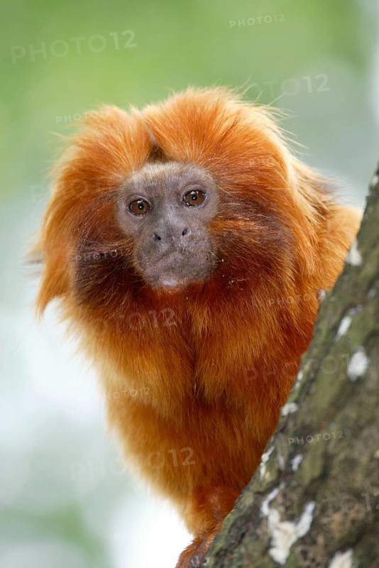 Golden Lion Tamarin (Leontopithecus rosalia rosalia)