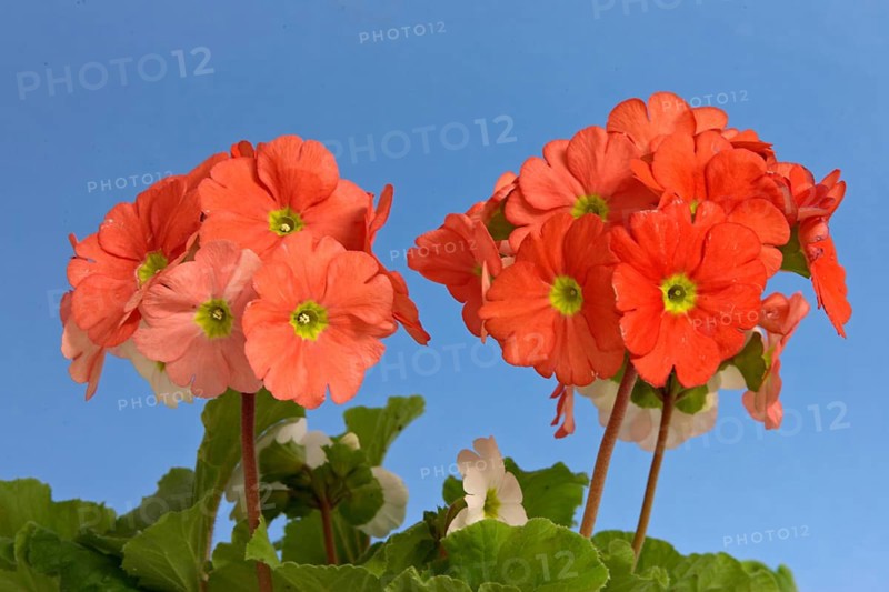 German Primrose, poison primrose (Primula obconica)