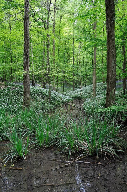 Forest brook in spring with Wild garlic (Allium ursinum), Ramsons and Bluebells (Hyacinthoides non-scripta) (Scilla non-scripta) (Endymion nonscriptus) in flower in spring