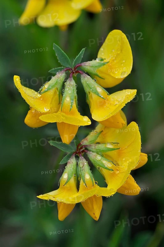 Horseshoe vetch (Hippocrepis comosa), Crested horseshoe clover, Butterfly plant, Horseshoe vetch in flower