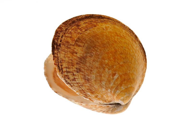 Sea almond, dog cockle (Glycymeris glycymeris), Sea almonds, Common velvet mussels, Other animals, Mussels, Animals, Molluscs, Dog cockle shell on white background
