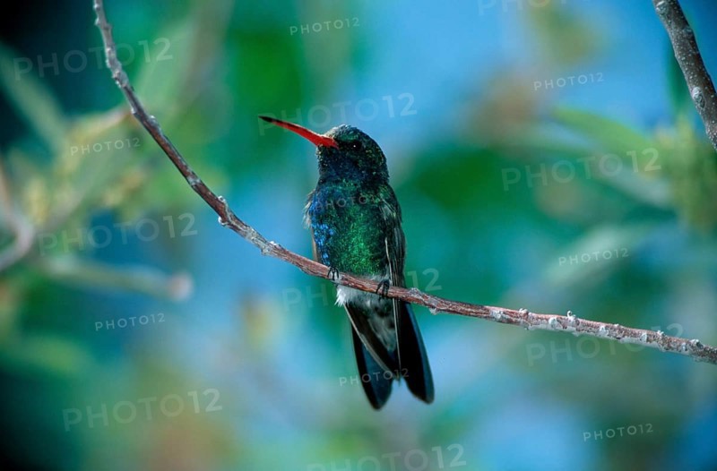 Broad-billed Hummingbird (Cynanthus latirostris), male, Sonora desert, Arizona, USA, Breitschnabel-Kolibri, maennlich, Sonorawueste, Arizona, USA, Amerika, america, Tiere, animals, Vogel, Voegel, birds, aussen, outdoor, Ast, branch, bunt, multicolored, Querformat, horizontal, sitzen, sitting, adult, North America