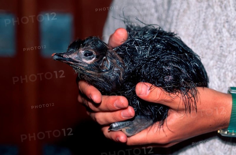 South african ostrich, chicks in human hands, ostrich farm, South Africa, South African ostriches (Struthio camelus australis), Africa