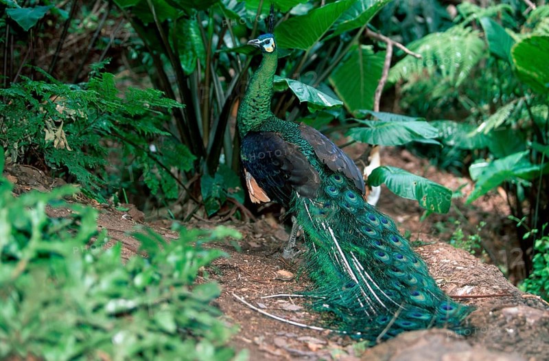 Green Peafowl (Pavo muticus), male, Aehrentraegerpfau, maennlich, Ährenträgerpfau, Asien, asia, Tiere, animals, Vogel, Huehnervoegel, gallinaceous birds, aussen, outdoor, bunt, multicolored, Querformat, horizontal, stehen, standing, adult