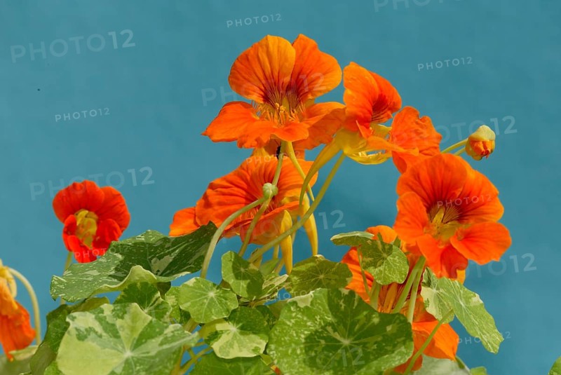 Garden nasturtium (Tropaeolum majus), flowers, ornamental plants, Nasturtium family, Tropaeolaceae, orange, landscape, horizontal, blossoms, flowering, spice plants, potted herbs