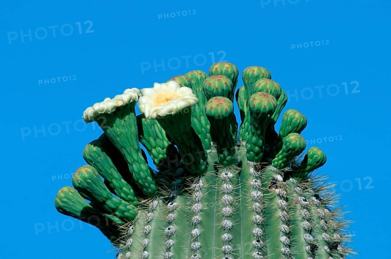 Saguaro (Carnegiea gigantea) Cacti, Arizona, USA (Cereus giganteus)