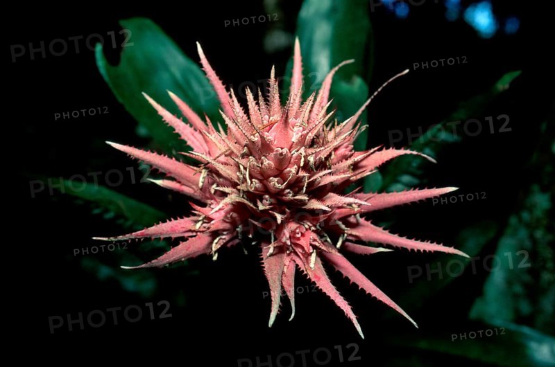 Bromelia, Trinidad, silver vase (Aechmea fasciata), south america, flowers, ornamental bromeliads (Bromeliaceae), flowers, pink, landscape, horizontal