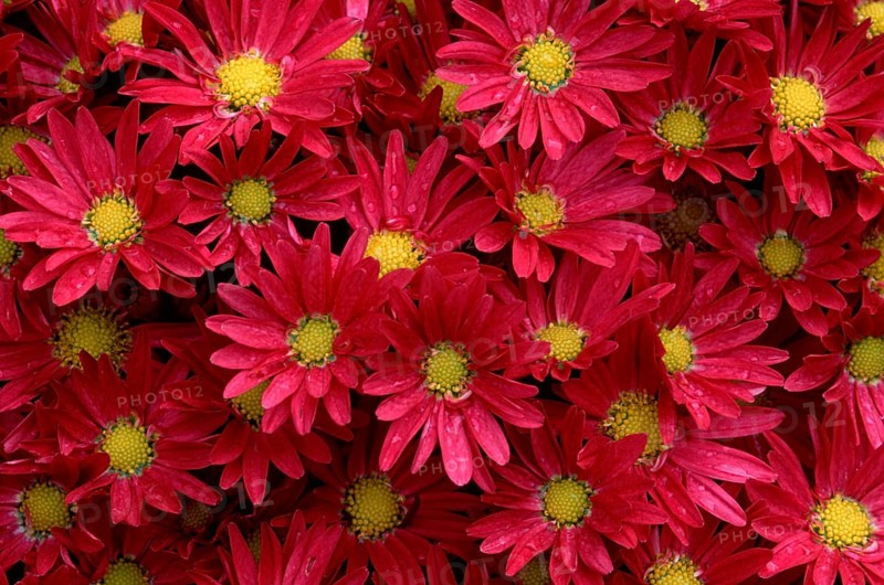 Bushy Aster (Aster dumosus)