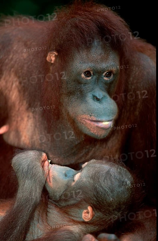 Bornean orangutan (Pongo pygmaeus), female with young, female with young