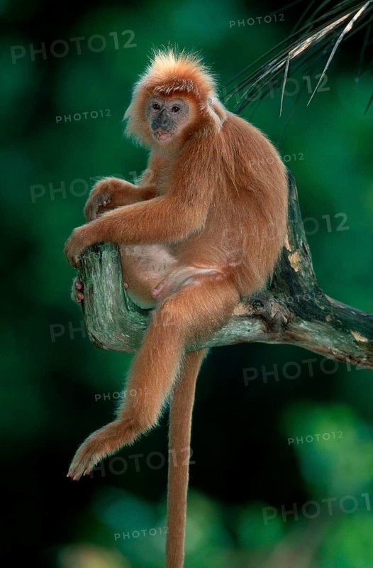 Red Langur, male (Presbytis melalophus), Roter Langur, maennlich /