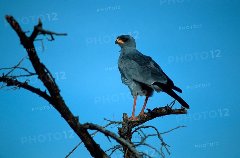 Pale song goshawk, Samburu Game Reserve, Kenya, pale chanting goshawk (Melierax canorus), Samburu Game Reserve, Kenya, Africa