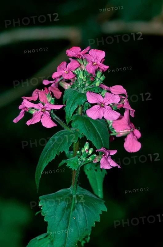 Perennial perennial honesty (Lunaria rediviva), Germany, Europe