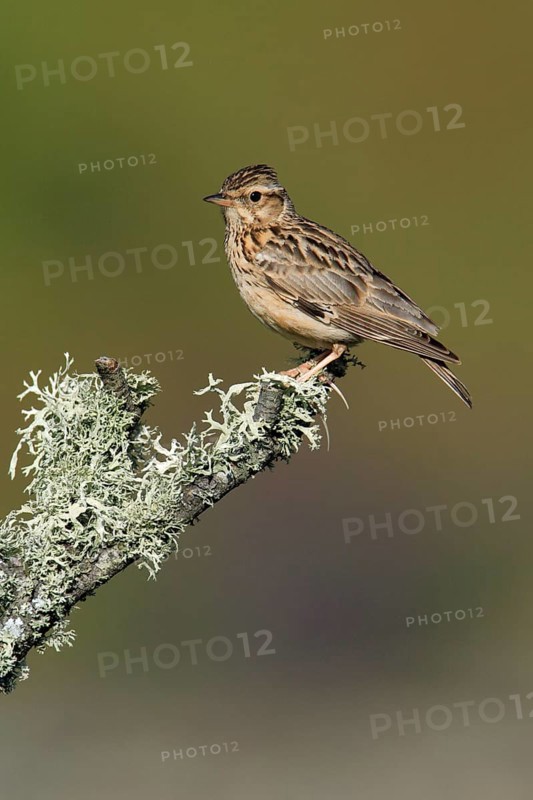Woodlark (Lullula arborea), lark, larks, lateral, Portugal, Europe