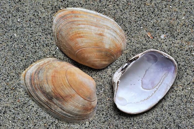 Carpet shell, Carpet shells, Other animals, Shells, Animals, Molluscs, Pullet carpet shells (Venerupis senegalensis) washed on beach