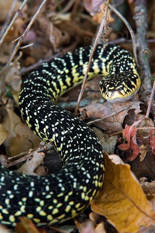 Green whip snakes, Yellow-green wrath snake, Yellow-green wrath snake, Wrath snake, Wrath snakes, Other animals, Reptiles, Snakes, Animals, Green whip snake, western whip snake (Hierophis viridiflavus) read
