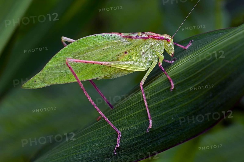 Orophus tesselatus, Other animals, Insects, Animals, Leaf-mimic katydid (Orophus tesselatus) on Costa Rica