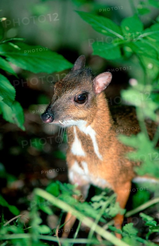 Lesser Malay Mouse Deer (Tragulus javanicus)