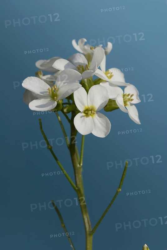 Rockcress (Arabis caucasica)