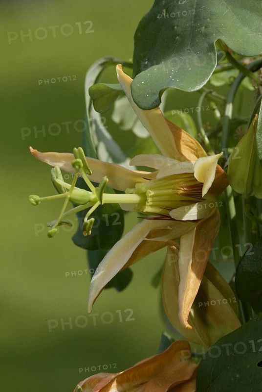 Passion Vine (Passiflora aurantia) Flower, blossom