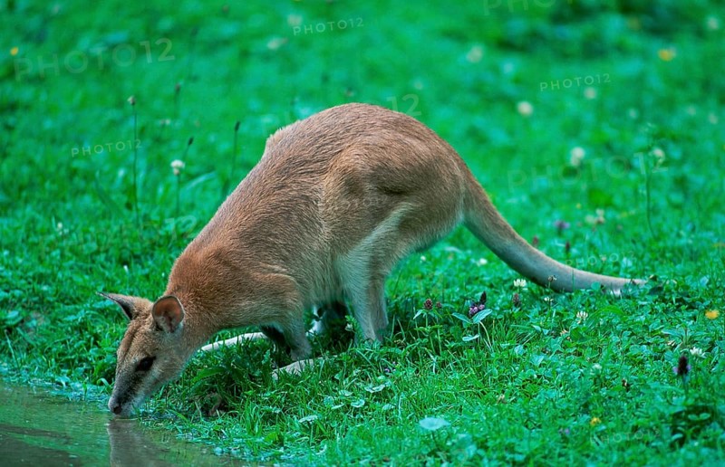 Agile Wallaby (Macropus agilis), side