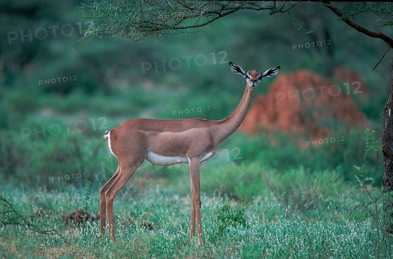 Gerenuk (Litocranius walleri), female, Samburu Game Reserve, Kenya, Africa