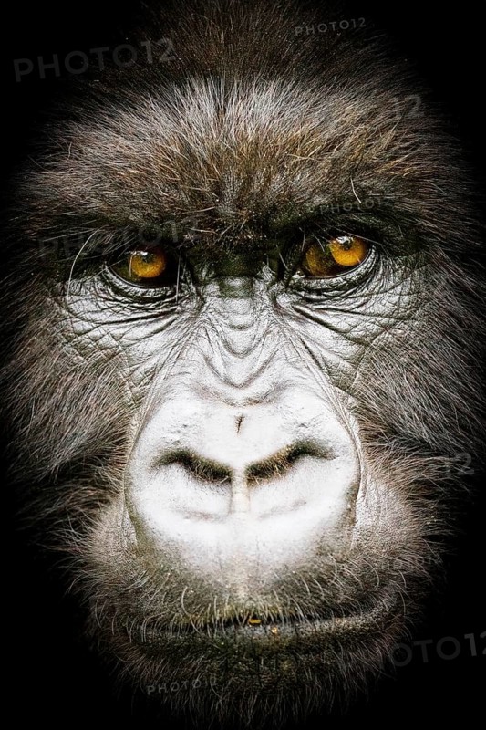 Close up of the face of a Silverback Mountain Gorilla (Gorilla beringei beringei), from the Susa Group, Parc de Volcanes, Rwanda, Africa