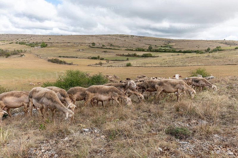 Herd of sheep in a large pasture on the causse mejean in the cevennes. Aveyron, France, Europe