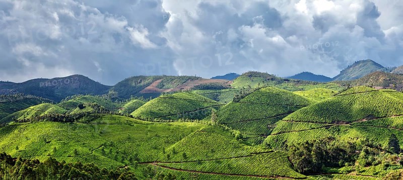 Kerala India travel background, panorama green tea plantations in Munnar with low clouds, Kerala, India, tourist attraction, Asia