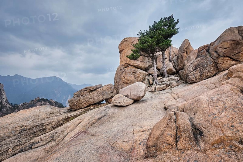 Rock with pine trees in cloudy weather. Seoraksan National Park, South Korea, Asia