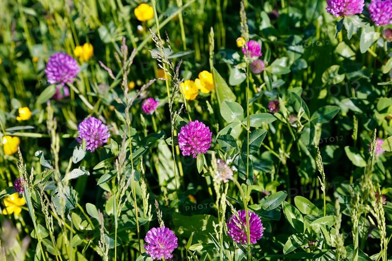 Clover (Trifolium), wildflower meadow with yellow and purple flowers, green grass, devil-on-all-sides (Ranunculus arvensis), buttercups, buttercup family, spring, plants, flowers, blossoms, lawn, nature, Germany, Europe