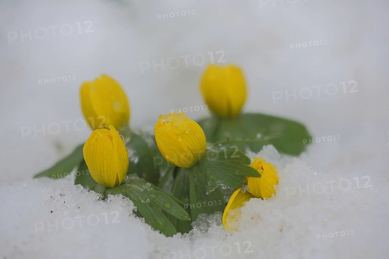 Four Southern European winter aconite (Eranthis hyemalis) in the snow, winter, Luisenpark, Mannheim, Hesse, Germany, Europe