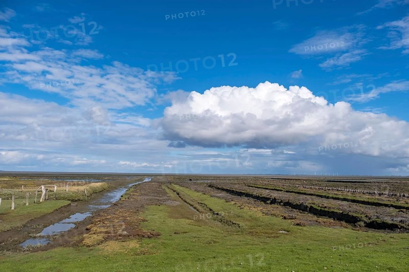 Landscape with dikes and drainage ditches, dike foreland, salt marshes, Föhr, North Frisian Island, North Frisia, Schleswig-Holstein, Germany, Europe