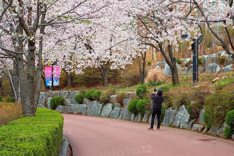 SEOUL, SOUTH KOREA, APRIL 7, 2017: Man taking mobile photos of blooming sakura cherry blossom alley in park in spring, Seokchon lake park, Seoul, South Korea, Asia