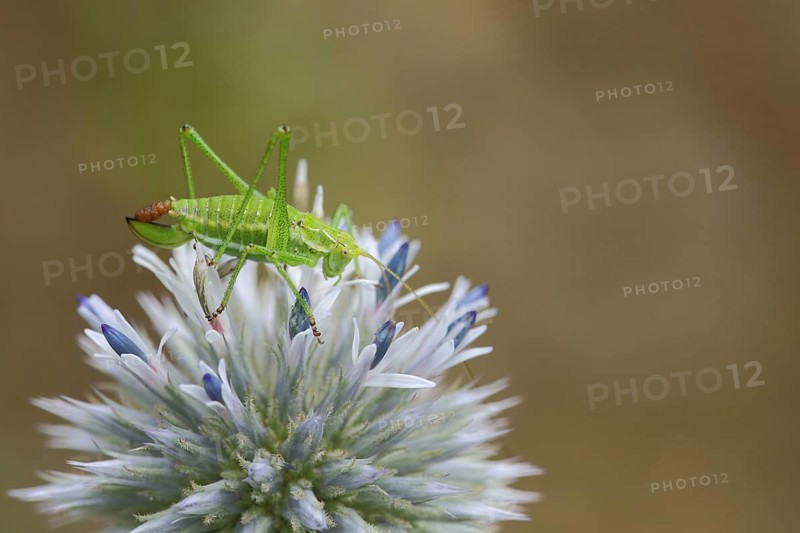 Female common plumage cricket (Isophya krausii) at globe thistle defecating, plumage cricket, defecating, Ständelberg, Rammersberg, Mäusberg, Karlstadter Trockengebiete, Wiesenfeld, Karlstadt, Main, Lower Franconia, Franconia, Bavaria, Germany, Europe