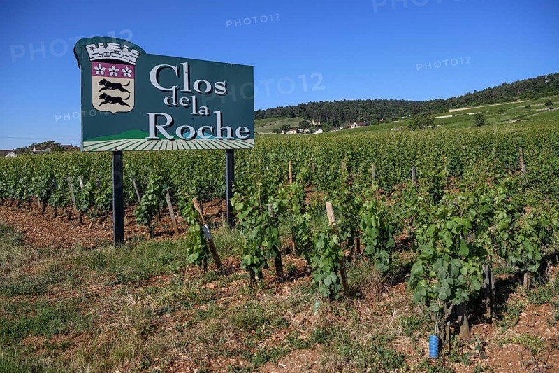 Sign at a vineyard on the Route des Grand-Crus, Route of Fine Wines, Clos de la Roche, Morey-Saint-Denis, Côte-dOr Department, Bourgogne-Franche-Comté, Burgundy, France, Europe