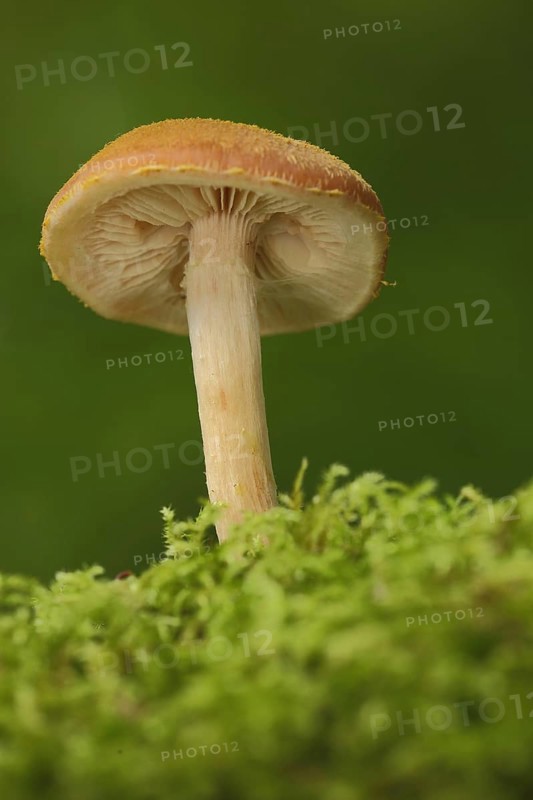 Ringless ringless honey fungus (Armillaria tabescens), moss, emthal, Eppstein, Taunus, Hesse, Germany, Europe