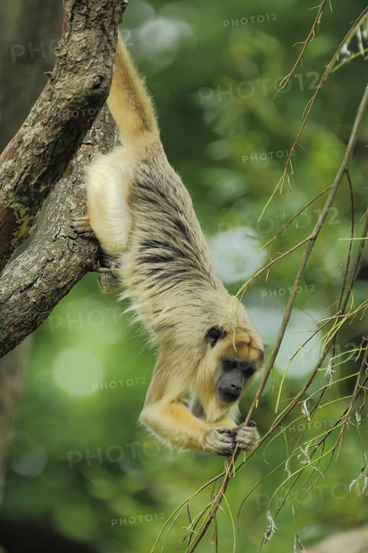 Black howler (Alouatta caraya), female, adult, climbing, upside down, down, hanging, captive